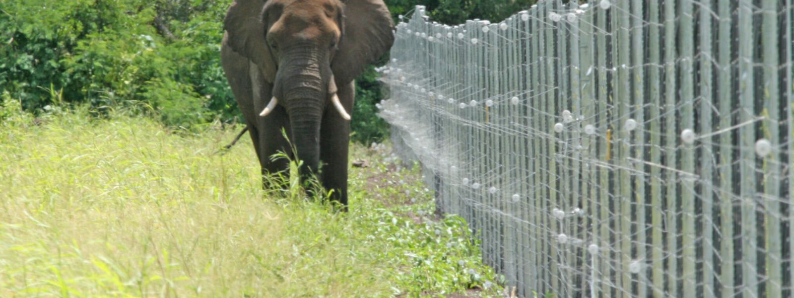 Electric Fence to Prevent Elephant Encroachment